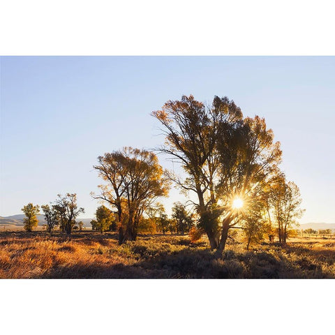 Sunrise through cottonwood trees-Grand Teton National Park-Wyoming White Modern Wood Framed Art Print by Jones, Adam