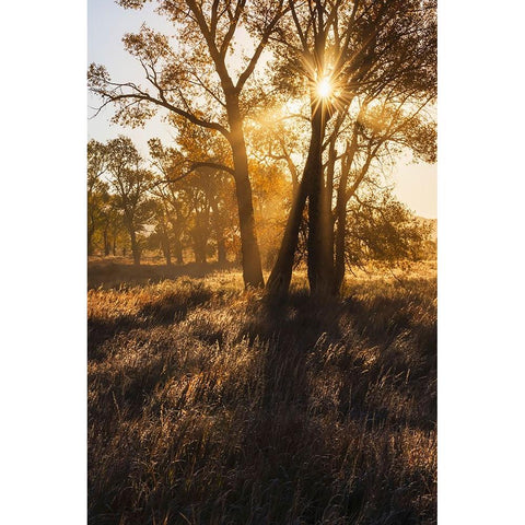 Sunrise through cottonwood trees-Grand Teton National Park-Wyoming White Modern Wood Framed Art Print by Jones, Adam