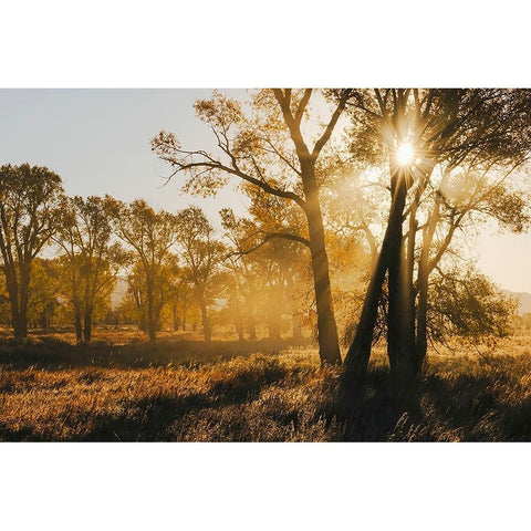 Sunrise through cottonwood trees-Grand Teton National Park-Wyoming Gold Ornate Wood Framed Art Print with Double Matting by Jones, Adam