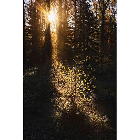 Sunrise through cottonwood trees-Grand Teton National Park-Wyoming Gold Ornate Wood Framed Art Print with Double Matting by Jones, Adam