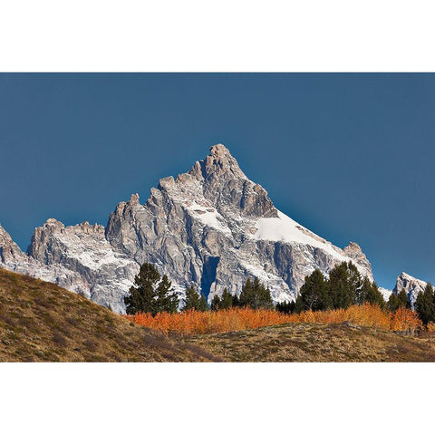 Aspen grove in front of Teton Range-Grand Teton National Park-Wyoming Black Modern Wood Framed Art Print by Jones, Adam