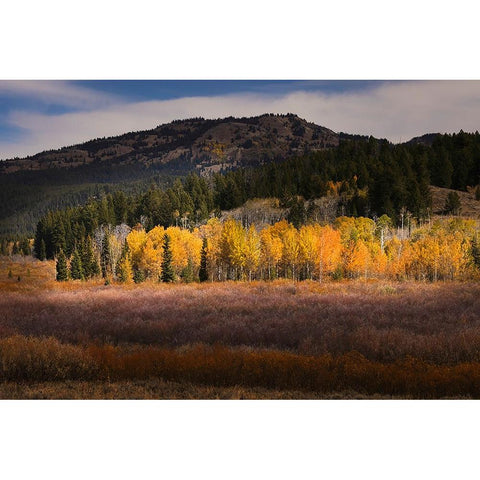 Autumn view of willows and aspen groves-Grand Teton National Park-Wyoming Black Modern Wood Framed Art Print by Jones, Adam