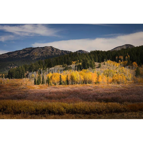Autumn view of willows and aspen groves-Grand Teton National Park-Wyoming Black Modern Wood Framed Art Print with Double Matting by Jones, Adam