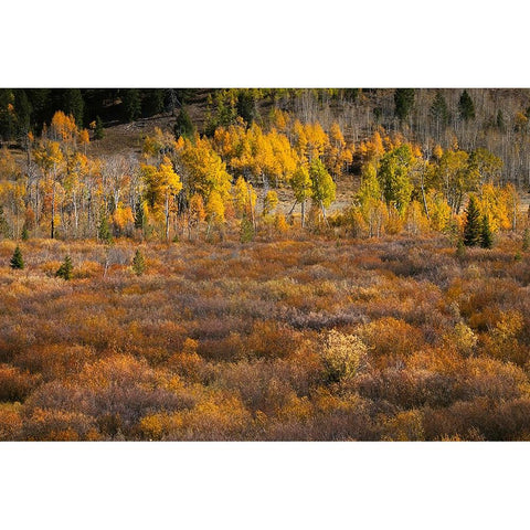 Autumn view of willows and aspen groves-Grand Teton National Park-Wyoming Gold Ornate Wood Framed Art Print with Double Matting by Jones, Adam
