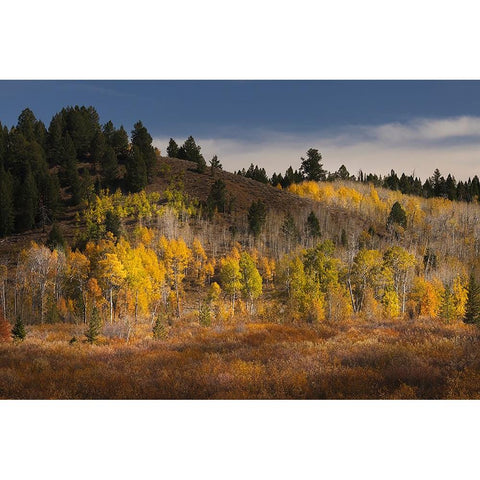 Autumn view of willows and aspen groves-Grand Teton National Park-Wyoming Black Modern Wood Framed Art Print by Jones, Adam