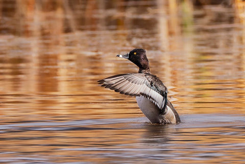 Ring-necked Duck-Grand Teton National Park-Wyoming Black Ornate Wood Framed Art Print with Double Matting by Jones, Adam