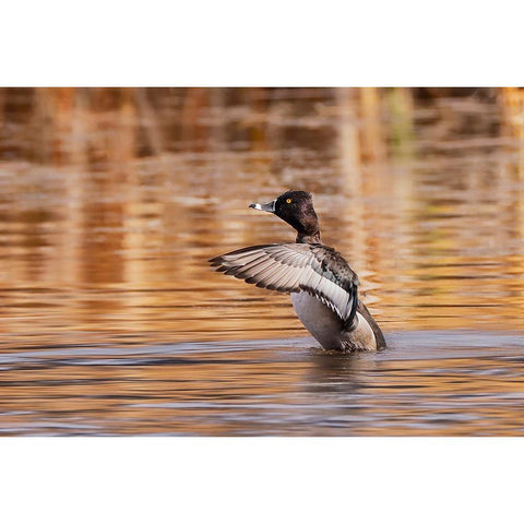 Ring-necked Duck-Grand Teton National Park-Wyoming Gold Ornate Wood Framed Art Print with Double Matting by Jones, Adam