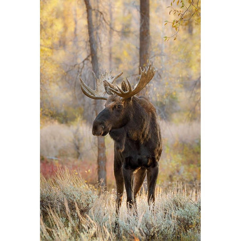 Bull moose in autumn-Grand Teton National Park-Wyoming White Modern Wood Framed Art Print by Jones, Adam