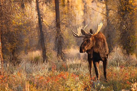 Bull moose in autumn-Grand Teton National Park-Wyoming Black Ornate Wood Framed Art Print with Double Matting by Jones, Adam