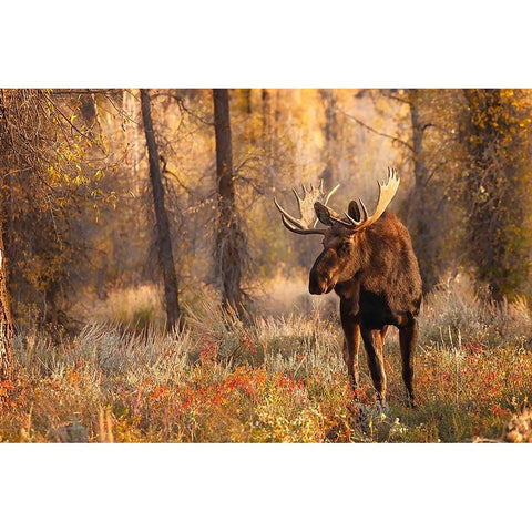 Bull moose in autumn-Grand Teton National Park-Wyoming Gold Ornate Wood Framed Art Print with Double Matting by Jones, Adam