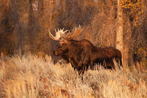Bull moose in autumn-Grand Teton National Park-Wyoming Black Ornate Wood Framed Art Print with Double Matting by Jones, Adam