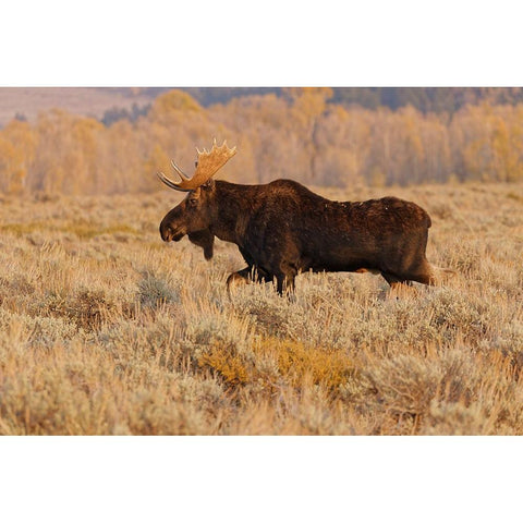 Bull moose in autumn-Grand Teton National Park-Wyoming White Modern Wood Framed Art Print by Jones, Adam