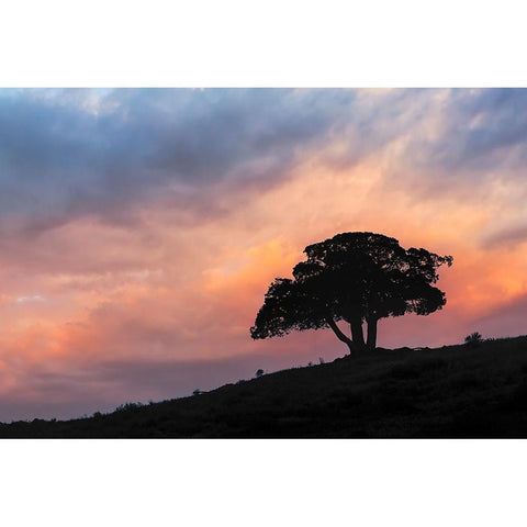 Single tree silhouetted at sunrise-Yellowstone National Park-Wyoming Gold Ornate Wood Framed Art Print with Double Matting by Jones, Adam