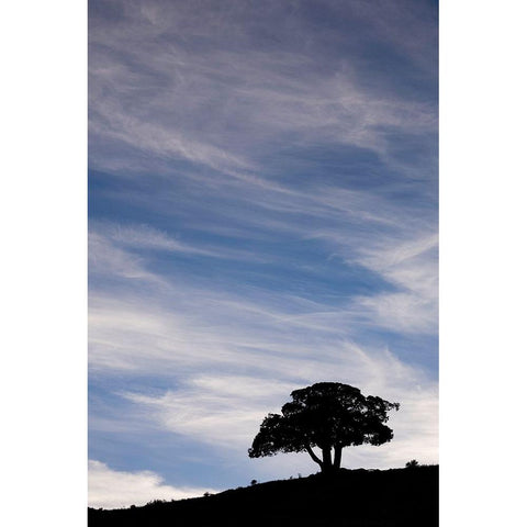 Single tree silhouetted at sunrise-Yellowstone National Park-Wyoming Gold Ornate Wood Framed Art Print with Double Matting by Jones, Adam
