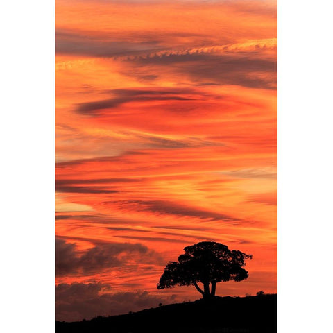 Single tree silhouetted at sunrise-Yellowstone National Park-Wyoming Gold Ornate Wood Framed Art Print with Double Matting by Jones, Adam