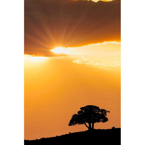 Single tree silhouetted at sunrise-Yellowstone National Park-Wyoming Gold Ornate Wood Framed Art Print with Double Matting by Jones, Adam