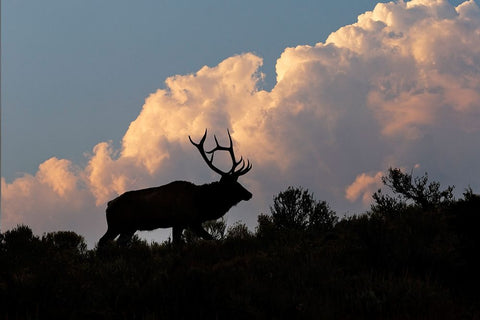 Bull elk or wapiti silhouetted on ridge at sunrise-Yellowstone National Park-Wyoming Black Ornate Wood Framed Art Print with Double Matting by Jones, Adam
