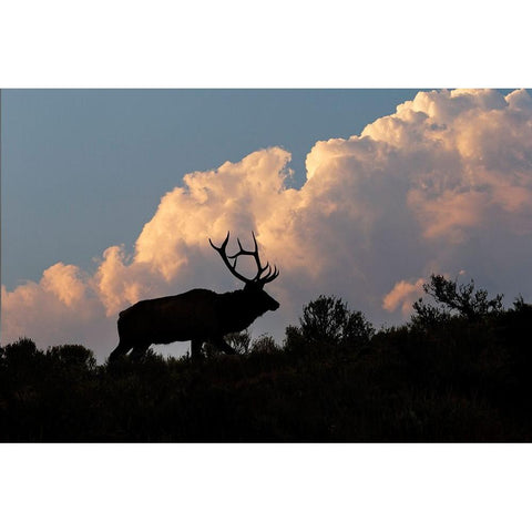 Bull elk or wapiti silhouetted on ridge at sunrise-Yellowstone National Park-Wyoming White Modern Wood Framed Art Print by Jones, Adam