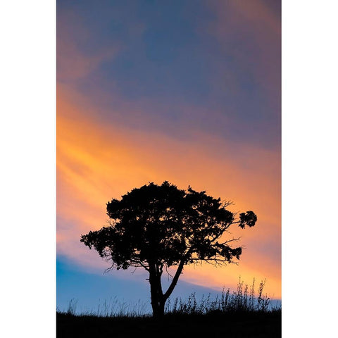 Single tree silhouetted at sunrise-Yellowstone National Park-Wyoming Gold Ornate Wood Framed Art Print with Double Matting by Jones, Adam