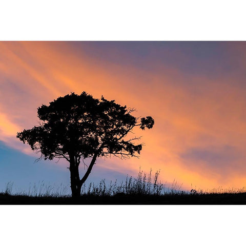 Single tree silhouetted at sunrise-Yellowstone National Park-Wyoming Gold Ornate Wood Framed Art Print with Double Matting by Jones, Adam