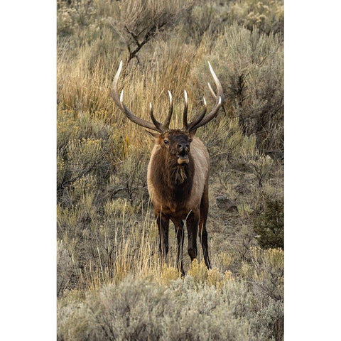 Bull elk bugling or wapiti-Yellowstone National Park-Wyoming Gold Ornate Wood Framed Art Print with Double Matting by Jones, Adam