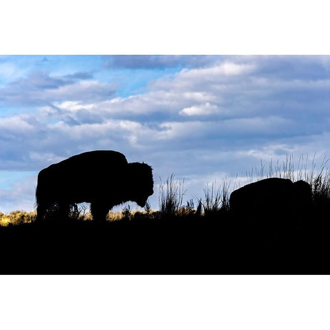 American Bison silhouette Yellowstone National Park-Wyoming Black Modern Wood Framed Art Print with Double Matting by Jones, Adam