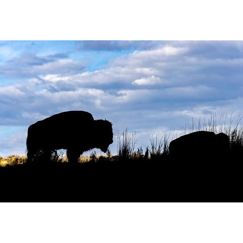 American Bison silhouette Yellowstone National Park-Wyoming Black Modern Wood Framed Art Print by Jones, Adam