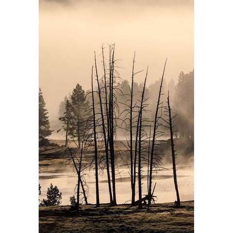 Dead trees near geothermal feature-Yellowstone National Park-Wyoming Gold Ornate Wood Framed Art Print with Double Matting by Jones, Adam