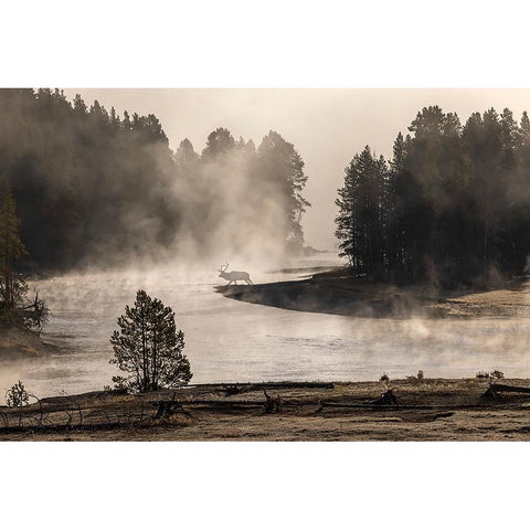 Morning mist on Yellowstone River-Yellowstone National Park-Wyoming Gold Ornate Wood Framed Art Print with Double Matting by Jones, Adam