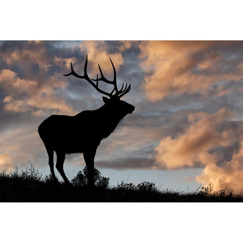 Bull elk or wapiti silhouetted at sunrise on ridge-Yellowstone National Park-Wyoming Black Modern Wood Framed Art Print by Jones, Adam