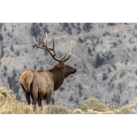 Bull elk or wapiti-Yellowstone National Park-Wyoming White Modern Wood Framed Art Print by Jones, Adam