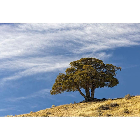 Single cedar tree on ridge top-Yellowstone National Park-Wyoming Gold Ornate Wood Framed Art Print with Double Matting by Jones, Adam