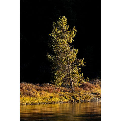 Tree on shoreline of Snake River at sunset-Grand Teton National Park-Wyoming Black Modern Wood Framed Art Print by Jones, Adam