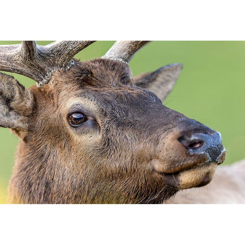 Bull elk or wapiti-Yellowstone National Park-Wyoming Black Modern Wood Framed Art Print by Jones, Adam