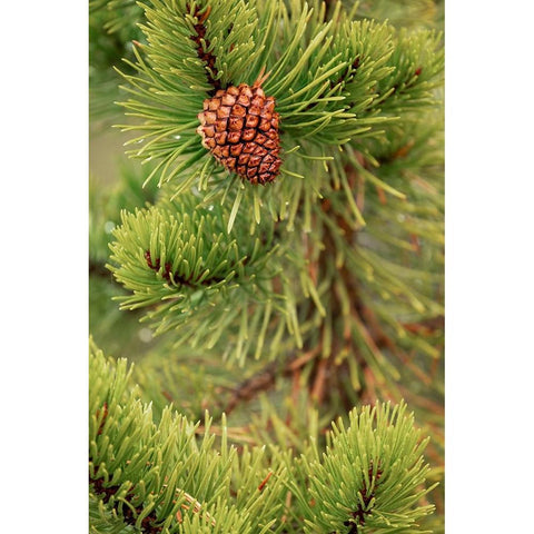 Lodgepole pine and pinecone-Yellowstone National Park-Wyoming Gold Ornate Wood Framed Art Print with Double Matting by Jones, Adam