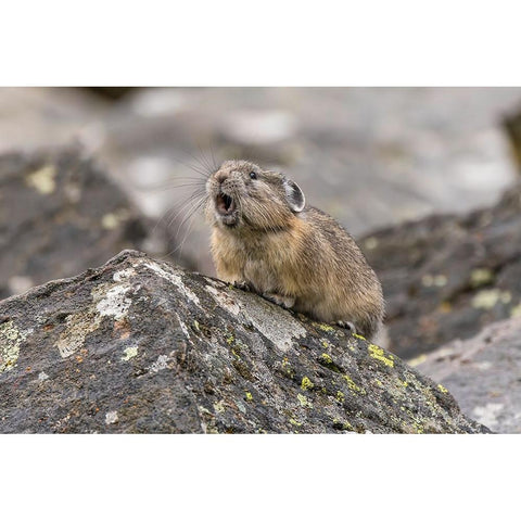 Pika-Ochotona princeps-Yellowstone National Park-Wyoming Gold Ornate Wood Framed Art Print with Double Matting by Jones, Adam