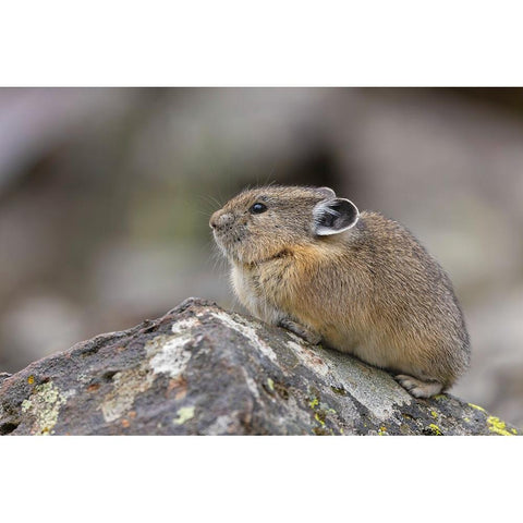Pika-Ochotona princeps-Yellowstone National Park-Wyoming Gold Ornate Wood Framed Art Print with Double Matting by Jones, Adam