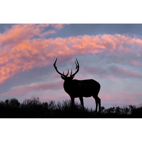 Bull elk or wapiti silhouetted on ridge top-Yellowstone National Park-Wyoming Gold Ornate Wood Framed Art Print with Double Matting by Jones, Adam