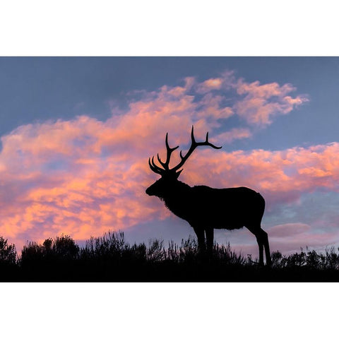 Bull elk or wapiti silhouetted on ridge top-Yellowstone National Park-Wyoming Gold Ornate Wood Framed Art Print with Double Matting by Jones, Adam