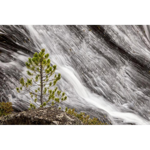 Small pine tree and Gibbon Falls-Yellowstone National Park-Wyoming Gold Ornate Wood Framed Art Print with Double Matting by Jones, Adam