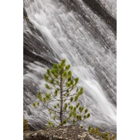 Small pine tree and Gibbon Falls-Yellowstone National Park-Wyoming Gold Ornate Wood Framed Art Print with Double Matting by Jones, Adam