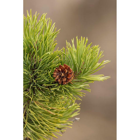 Lodgepole pine and pinecone-Yellowstone National Park-Wyoming Gold Ornate Wood Framed Art Print with Double Matting by Jones, Adam