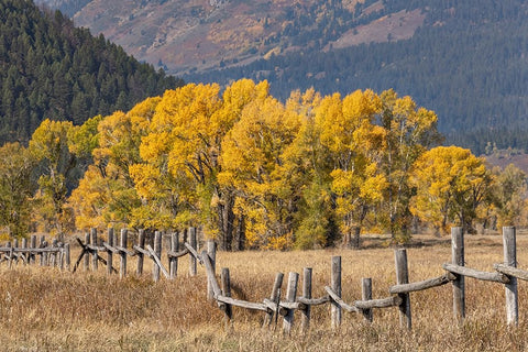 Cottonwood trees and fence in fall and Teton Range-Grand Teton National Park-Wyoming White Modern Wood Framed Art Print with Double Matting by Jones, Adam