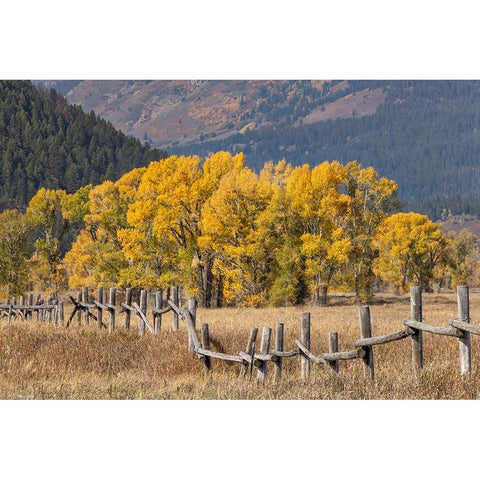 Cottonwood trees and fence in fall and Teton Range-Grand Teton National Park-Wyoming Black Modern Wood Framed Art Print by Jones, Adam