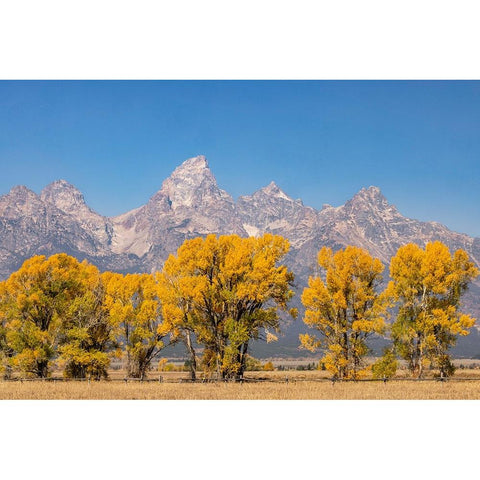 Cottonwood trees in fall and Teton Range-Grand Teton National Park-Wyoming Black Modern Wood Framed Art Print with Double Matting by Jones, Adam
