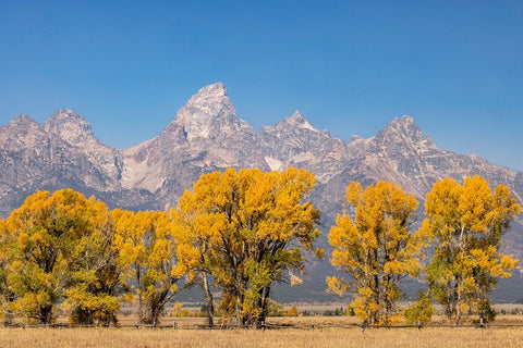 Cottonwood trees in fall and Teton Range-Grand Teton National Park-Wyoming Black Ornate Wood Framed Art Print with Double Matting by Jones, Adam
