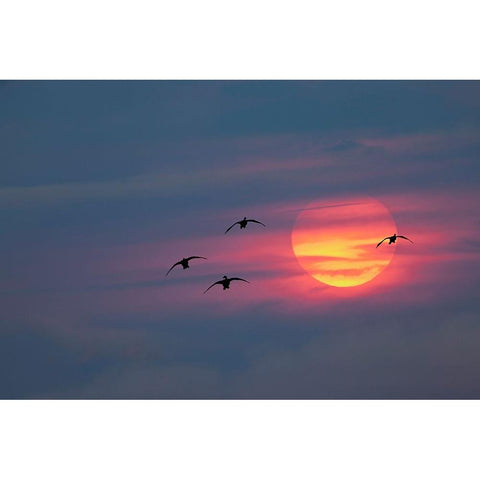 Canada geese silhouetted flying at sunset-Grand Teton National Park-Wyoming White Modern Wood Framed Art Print by Jones, Adam