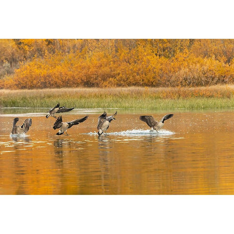 Canada geese landing and reflection on water-Grand Teton National Park-Wyoming Black Modern Wood Framed Art Print by Jones, Adam