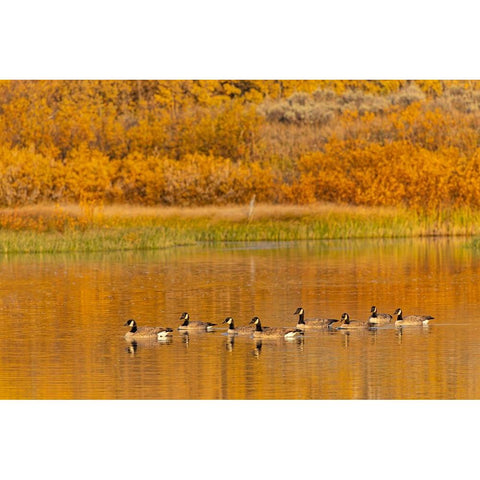 Canada geese and reflection on water-Grand Teton National Park-Wyoming Gold Ornate Wood Framed Art Print with Double Matting by Jones, Adam
