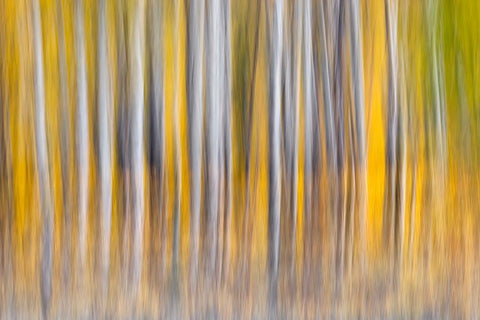 Abstract motion blur on grove of aspen trees-Grand Teton National Park-Wyoming Black Ornate Wood Framed Art Print with Double Matting by Jones, Adam